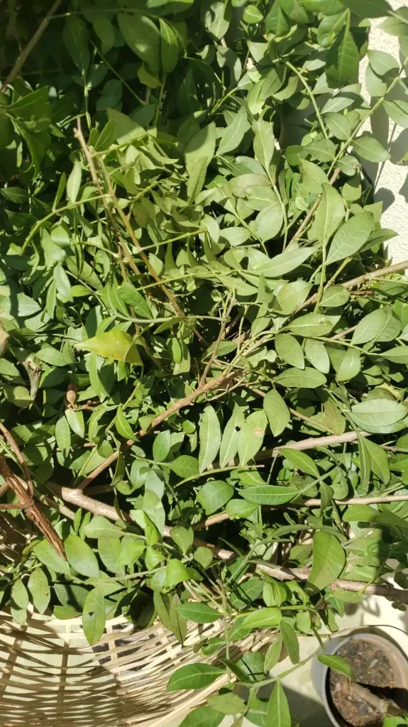Aroeira