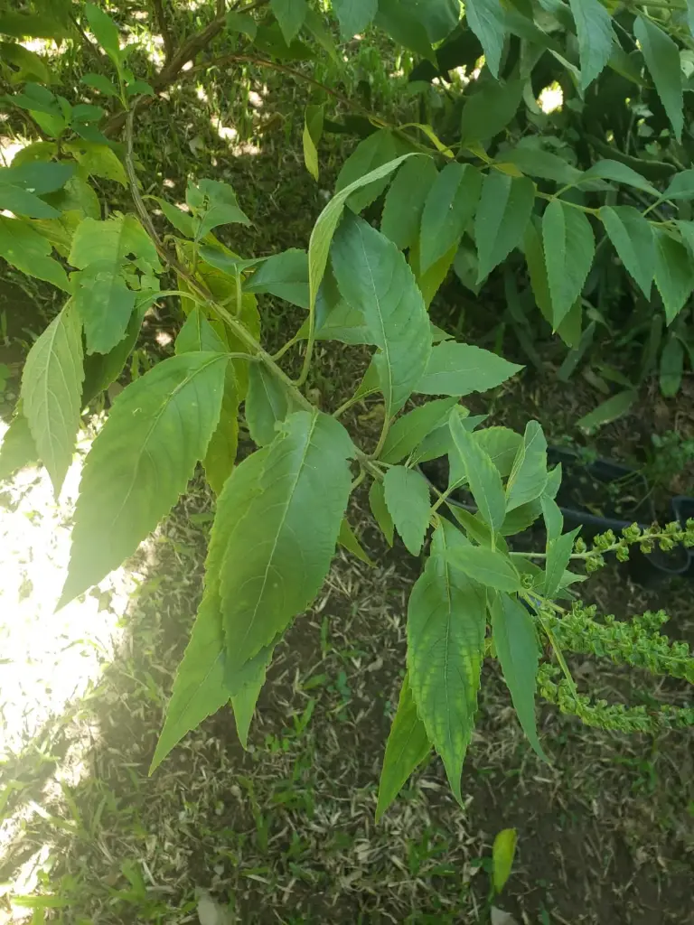 Alfavaca de Caboclo 