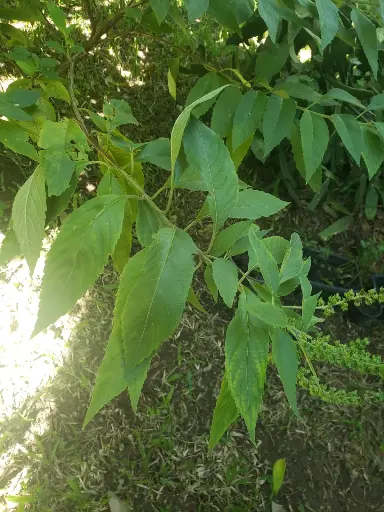Alfavaca de Caboclo 