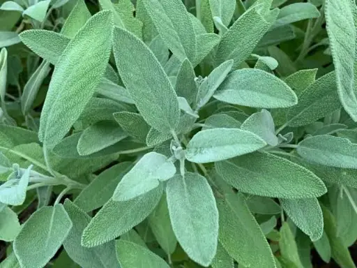 Salvia